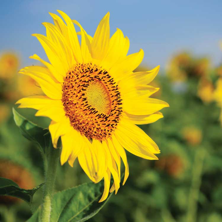 sunflowers 