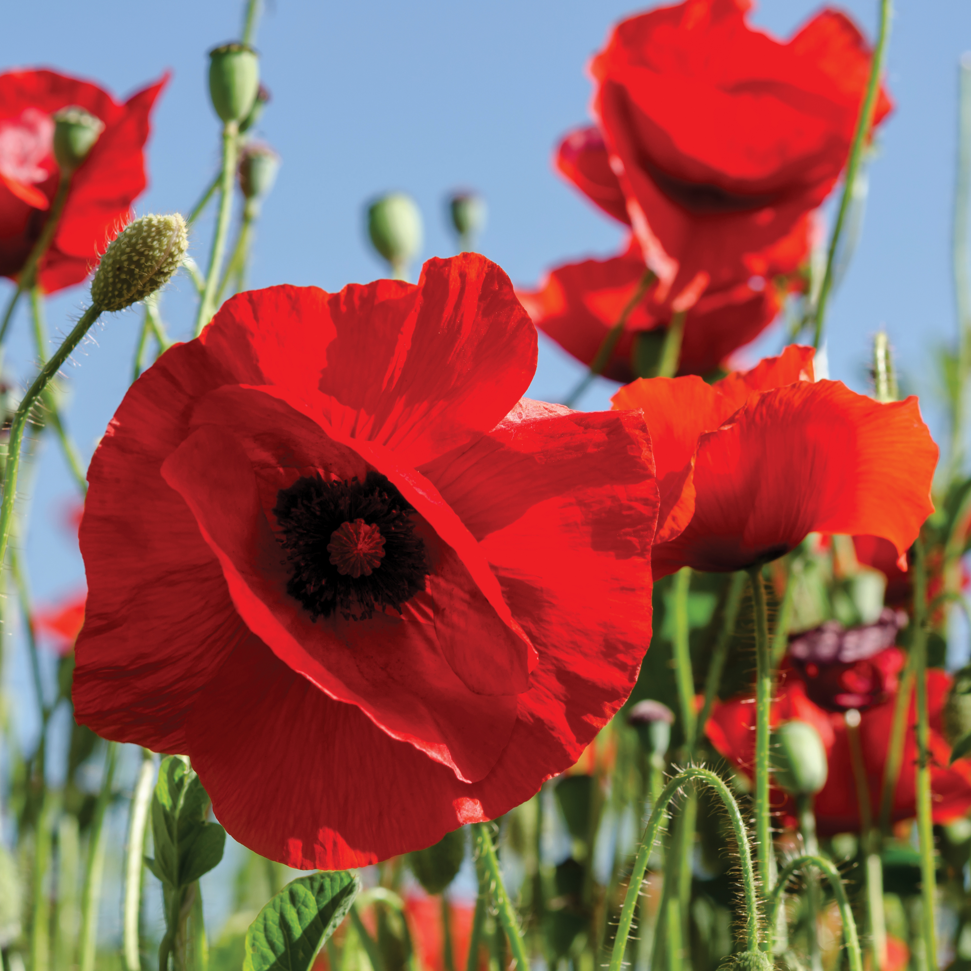 Using poppy funds to help our military families