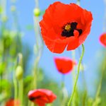 Questions and answers on poppy fund usage