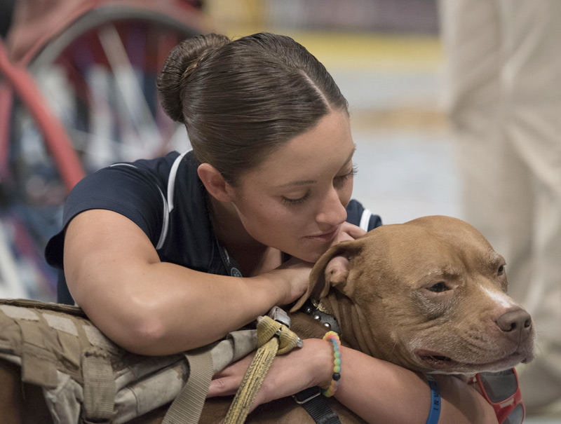 Military Working Dogs